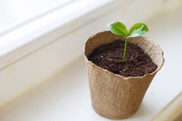 Small sprout seedling in a pile of soil in a peat pot standing on the windowsill