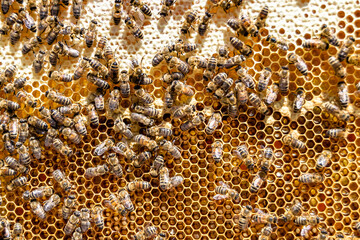 Abstract hexagon structure is honeycomb from bee hive filled