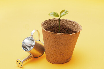 Watering can near a seedling of a green plant in the soil isolated on a yellow background