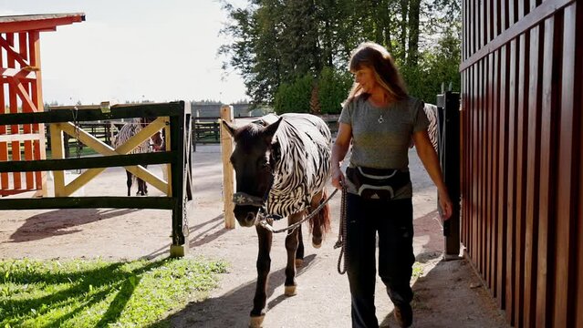Woman trainer walking with a horse who is wearing a special protective coat with zebra pattern on it