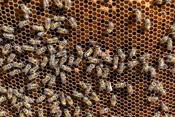 Abstract hexagon structure is honeycomb from bee hive filled