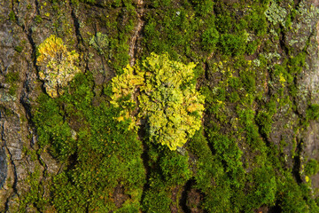Detalle de musgo y líquenes en Tronco de Arbol 