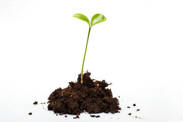 Small sprout seedling in a pile of soil isolated on a white background close