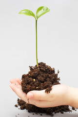 Green sprout growing from soil and a kids hands protecting it isolated on a gray paper background.