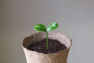 Small sprout seedling in a pile of soil in a peat pot isolated on a gray paper background close