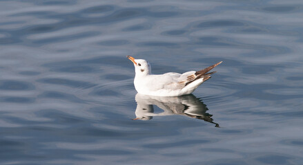 White seagull sits on the water on the surface of the sea, close-up.