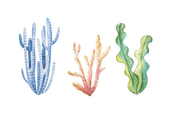 Marine plants and aquatic algae. Watercolor Algae set illustrations isolated on white backgroud. Undersea flora, nautical plants, botanical illustration