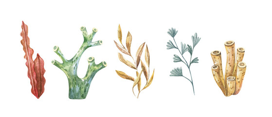 Marine plants and aquatic algae. Watercolor Algae set illustrations isolated on white backgroud. Undersea flora, nautical plants, botanical illustration © Ilona