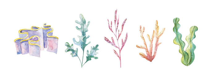 Marine plants and aquatic algae. Watercolor Algae set illustrations isolated on white backgroud. Undersea flora, nautical plants, botanical illustration © Ilona
