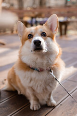 cute corgi dog on a walk in autumn in a coffee shop on the veranda drinking coffee. Dog Friendly Cafe