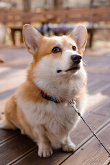 cute corgi dog on a walk in autumn in a coffee shop on the veranda drinking coffee. Dog Friendly Cafe