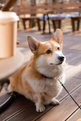 cute corgi dog on a walk in autumn in a coffee shop on the veranda drinking coffee. Dog Friendly Cafe