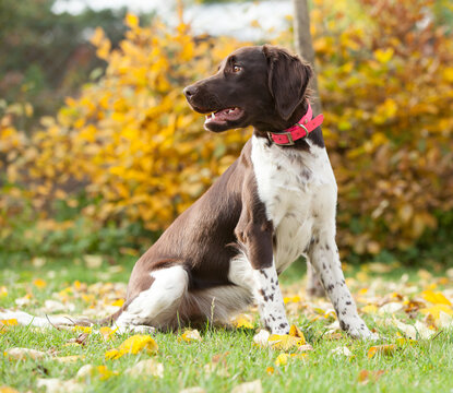 Young Small Munsterlander in autumn