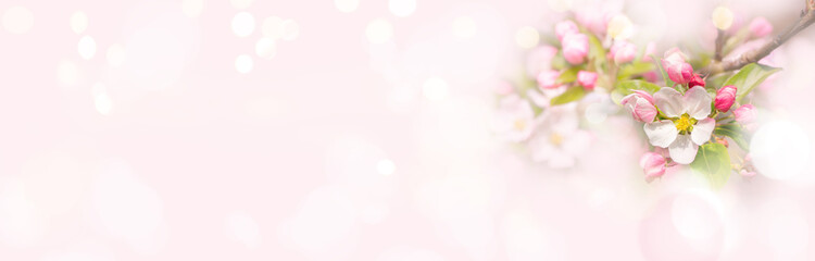 Fototapeta na wymiar Spring flowers panorama - Apple blossom on pink background with romantic lens flares