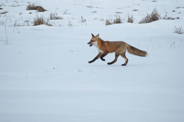 Fototapeta na wymiar red fox in the snow