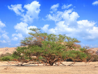 Old acacia growing in stony desert on the blue sky background