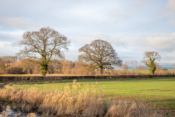 Obraz premium Rural scenery in the UK.