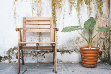 chair and tree with white wall