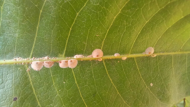 Soft scale insects, Pseudaonidia duplex, Camphor scale (also called camellia scale) (Hemiptera: Coccidae) on a mango leaf