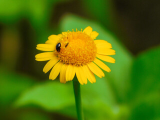 Yellow flower