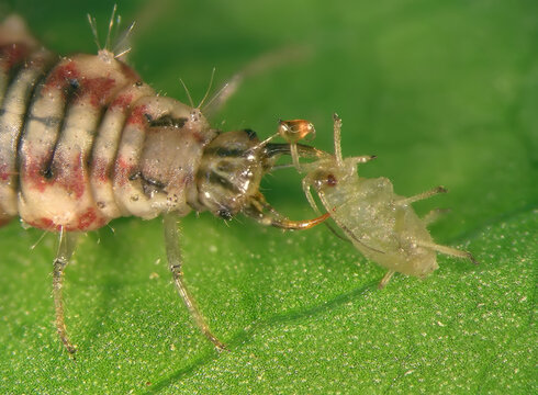 Green lacewing larva (Neuroptera: Chrysopidae) eating Aphid (Hemiptera: Aphididae) on a green leaf
