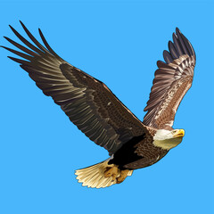 Fototapeta na wymiar bald eagle flying freely in the sky