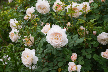 Obraz na płótnie Canvas Blooming English rose Crocus Rose in the garden. David Austin roses.