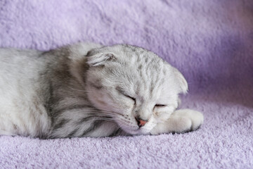 Fototapeta na wymiar Cute scottish fold kitten sleeps on a purple blanket. Cozy home lifestyle