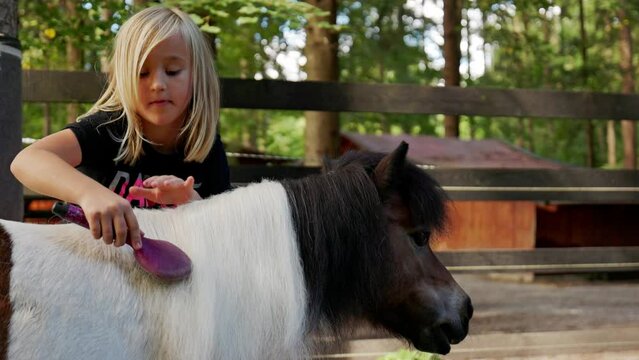 Young caucasian girl with blonde hair grooming a pony on a horse ranch