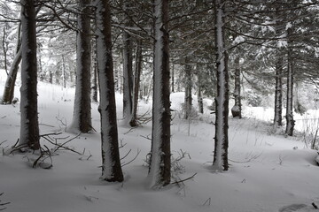 A forest in winter, Sainte-Aolline, Québec, Canada