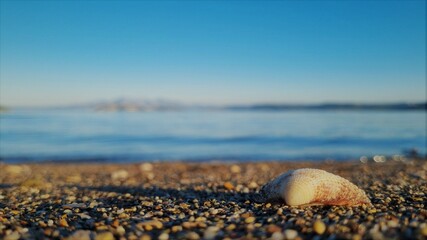 Seashell closeup in beach sunset