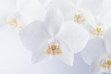 Obraz na płótnie Canvas white orchid flowers on a light background, screen wallpaper, botanical background