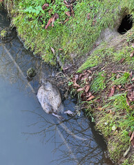 Dead nutria floating in the water