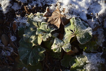 frost on leaves