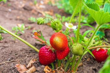 Red and green strawberry berries with white flower growing on strawberry field, close up