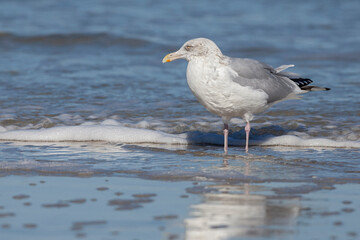 Herring Gull