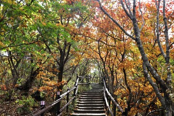 stairs in autumn forest