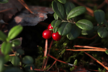 Tasty ripe lingonberries growing on sprig outdoors