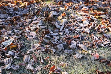 Beautiful autumn leaves on grass covered with frost outdoors