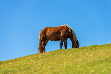 Obraz premium Brown horse in a mountain pasture against a clear blue sky, green meadow. Feistritz an der Gail municipality, Carinthia, Carnic Alps, Italy-Austria border, central Europe.