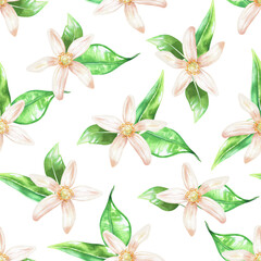 Seamless pattern of white flowers. White buds of citrus, lemon, orange, bergamot, lime. Watercolor illustration. Isolated on a white background. For your design of fabrics, napkins, tablecloths