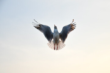 bird in flight