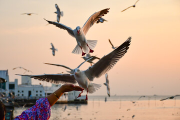 bird in flight