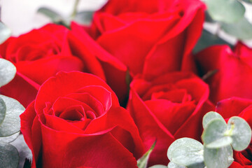 Close up of collection of red roses, symbol of romance, love and passion