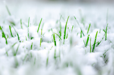 Fresh green grass under the fallen snow.Green grass grows under the snow.Low angle view,space for text,Hello spring,Goodbye winter concept.Snow that is melting on a green lawn.