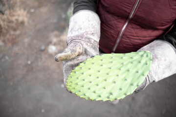 An adult woman is holding a harvested nopal with her hands wearing gloves
