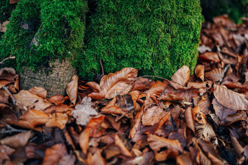Beautiful green moss