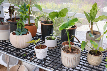Plants in greenhouse at garden,no people.