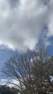 Nature's Symphony: Breathtaking Footage of Tree and Clouds in Harmonious Harmony