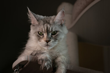 Portrait of a beautiful Maine Coon cat with green eyes. Close-up.